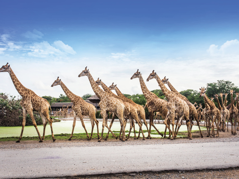 KHUN HABIBI TRAVEL MANAGEMENT