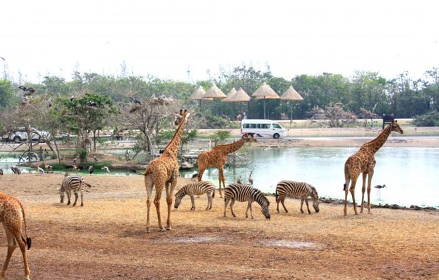 Safari World and Marine Park Tour